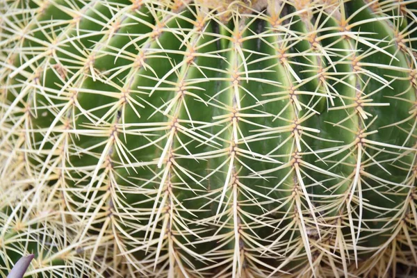 Närbild Grön Taggig Kaktusväxt — Stockfoto