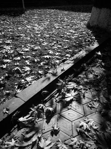 地面や舗装路に落ちた多くの葉の灰色の垂直ショット — ストック写真