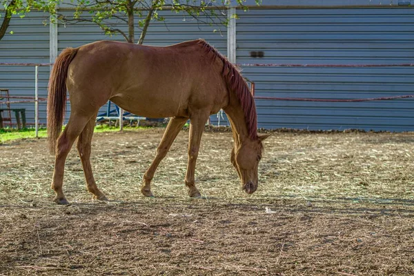 特写镜头 一匹棕色的马吃草 背景上有栅栏的特写镜头 — 图库照片