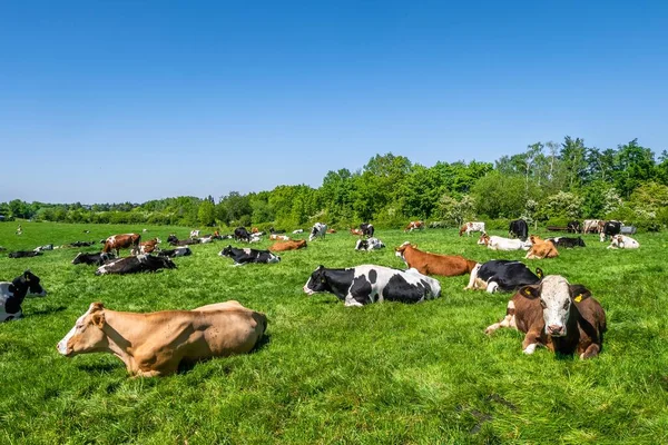 Herd Cows Grazing Pasture Daytime — Stock Photo, Image