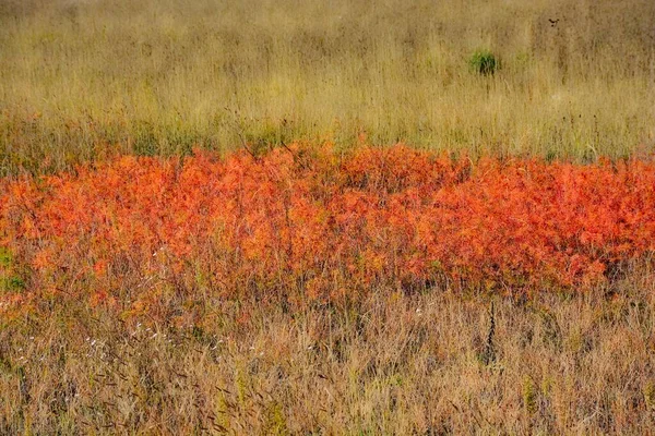 Ein Trockenes Grasfeld Mit Farbenfrohen Roten Und Orangen Trockenpflanzen — Stockfoto