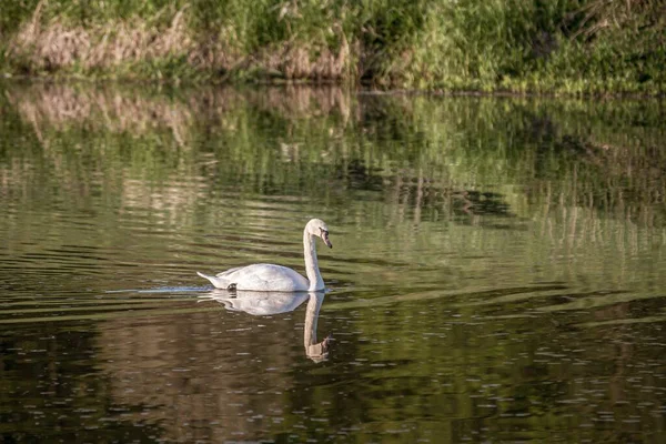 Bílá Labuť Plavající Jezeře Odleskem Zelení Pozadí — Stock fotografie