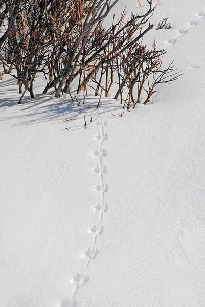 Tiro Vertical Pegadas Animais Neve Perto Arbustos — Fotografia de Stock