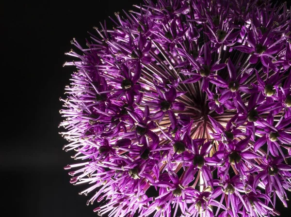 Detailní Záběr Fialové Allium Květinové Hlavy Černém Pozadí — Stock fotografie