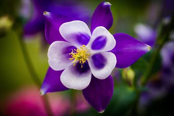 Μια Όμορφη Μακροεντολή Εικόνα Του Μπλε Columbine Έναν Κήπο Κάτω — Φωτογραφία Αρχείου