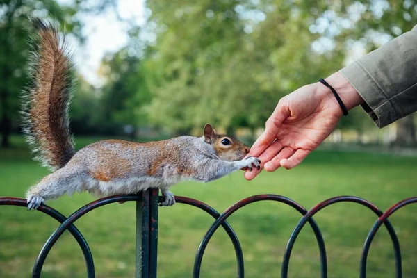 Closeup Shot Human Hand Touching Squirrel Park — Stock Photo, Image