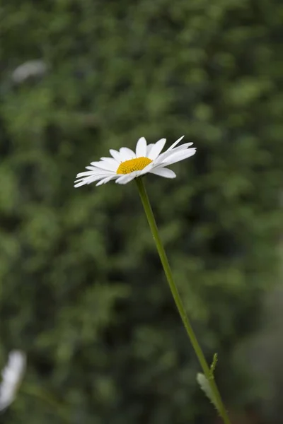 Gros Plan Des Marguerites Blanches Dans Prairie — Photo