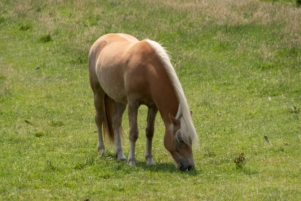 一只美丽的浅褐色小马在绿色的草地上吃草 — 图库照片