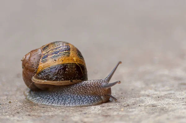 Detailní Záběr Švýcarského Šneka Rozmazaném Pozadí — Stock fotografie