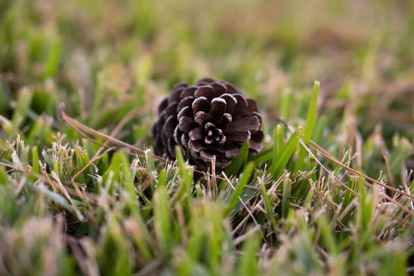 Closeup Pine Cone Ground Covered Grass Sunlight Blurry Background — Stock Photo, Image