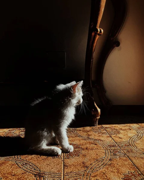 Vertical Shot Adorable White Fluffy Kitten House — Stock Photo, Image