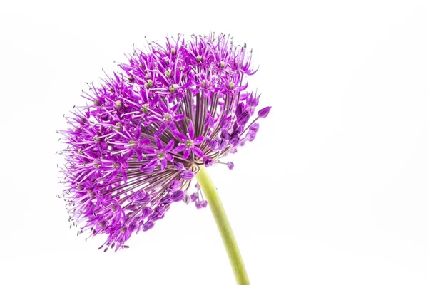 Een Close Shot Van Paarse Allium Bloem Hoofd Een Geïsoleerde — Stockfoto