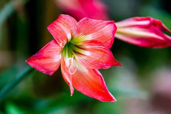 Arka Planda Yeşillik Olan Pembe Amaryllis Çiçeklerinin Yakın Plan Çekimi — Stok fotoğraf