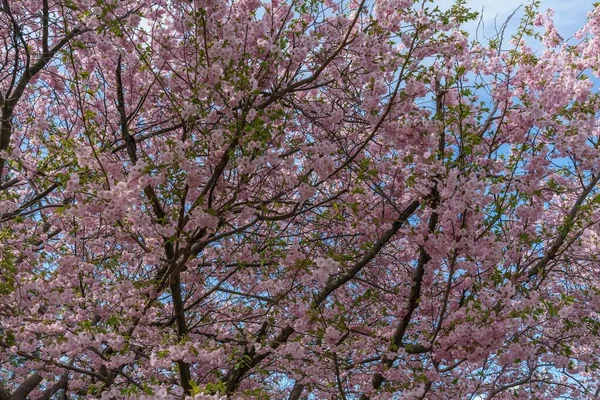 Tiro Ângulo Baixo Belas Árvores Flor Cerejeira Durante Dia — Fotografia de Stock