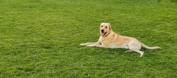 庭のゴールデンレトリバー犬のパノラマビュー — ストック写真