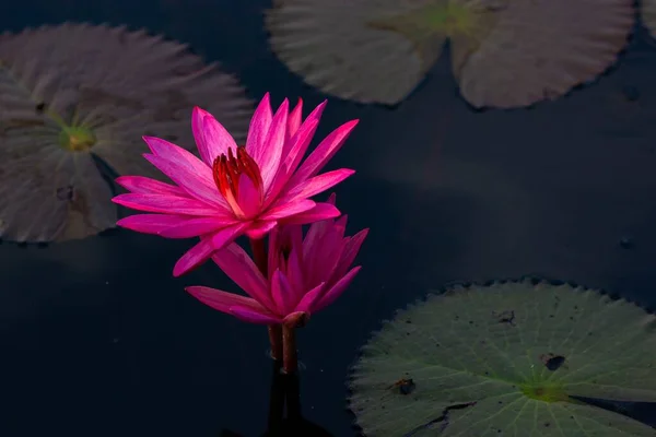 Pink Water Lillie Red Lotus Lake Udon Thani Tailândia — Fotografia de Stock