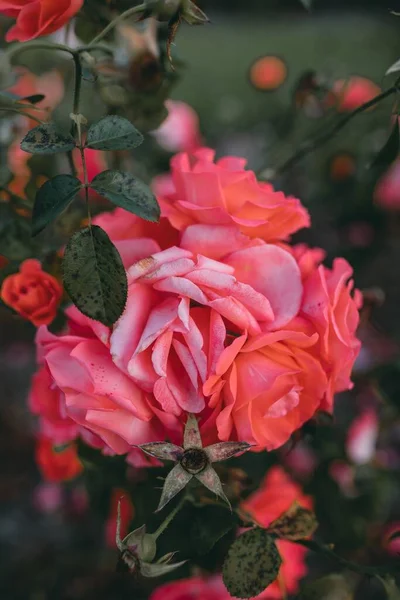 Крупним Планом Знімок Дивовижних Рожевих Троянд Квітів — стокове фото