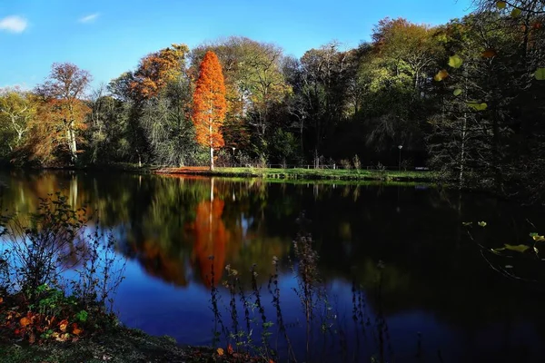 Krásný Záběr Řeku Obklopenou Stromy Denního Světla — Stock fotografie