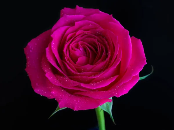 Detailní Záběr Růžové Růže Rosou Černém Pozadí — Stock fotografie