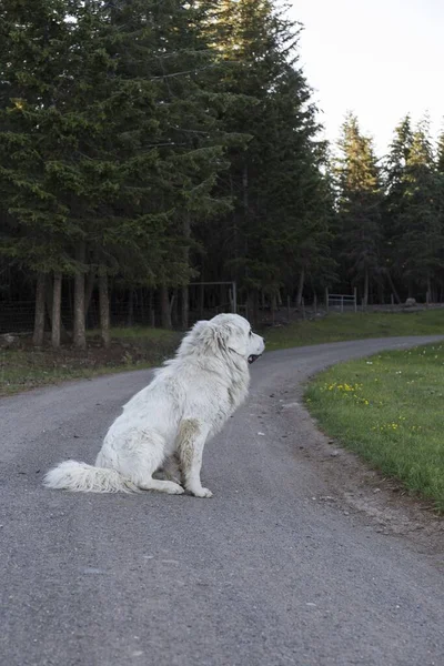 道路の真ん中に長い髪を持つ巨大な白いマスチフガード犬 — ストック写真