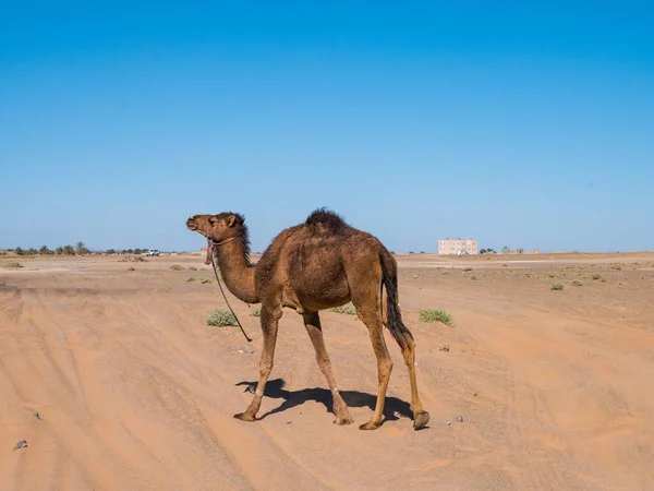 Dromadaire Chameau Arabe Errant Dans Désert Sahara Maroc — Photo