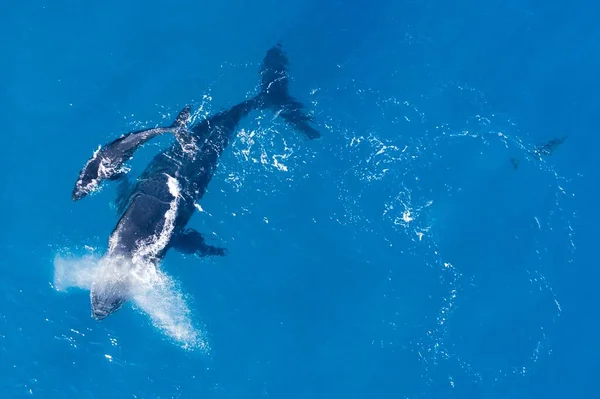 Ballenas Jorobadas Fotografiadas Desde Arriba Con Dron Aéreo Frente Costa —  Fotos de Stock