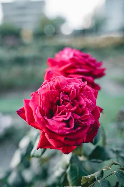 Closeup Shot Amazing Red Rose Flower — Stock Photo, Image