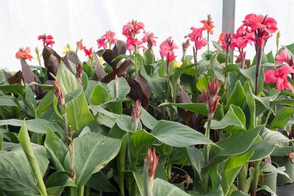Una Foto Flores Rojas Invernadero Creciendo Gran Invernadero Comercial — Foto de Stock