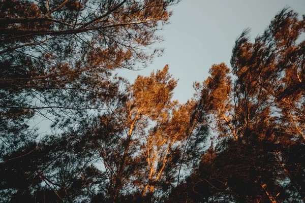 Tiro Baixo Ângulo Árvores Altas Durante Pôr Sol — Fotografia de Stock