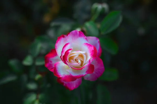 一个特写镜头一个惊人的白色粉红玫瑰花 — 图库照片