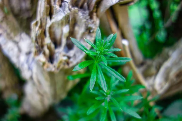 Una Planta Verde Cerca Del Tronco Muerto Árbol Bosque —  Fotos de Stock