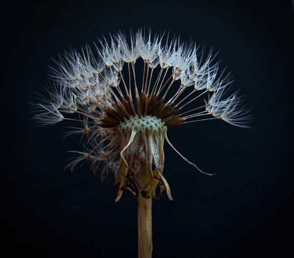 Closeup Shot Dandelion Black Background — Stock Photo, Image