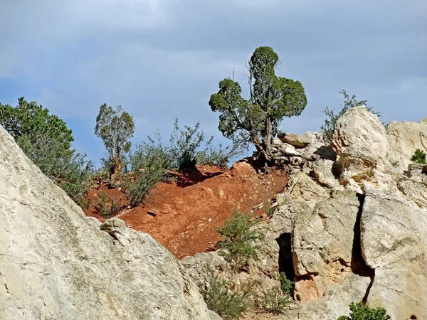 岩の層を通して成長するメキシコのピニオンの多く — ストック写真