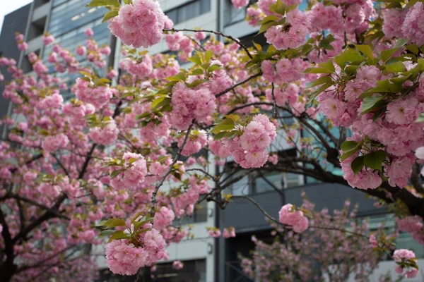 Eine Nahaufnahme Eines Baumes Mit Rosa Blumen Die Auf Einem — Stockfoto