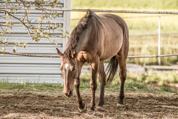 Schöne Aufnahme Eines Braunen Pferdes Das Einem Bauernhof Geht — Stockfoto