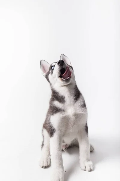 Husky Σκυλί Μαύρο Και Άσπρο Κουτάβι Μπλε Μάτια Ανοιχτό Στόμα — Φωτογραφία Αρχείου