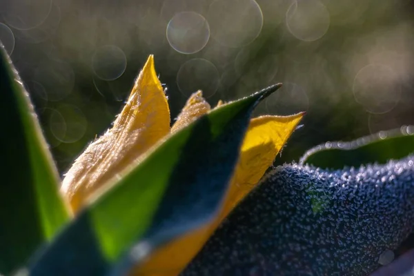 Nahaufnahme Einer Blühenden Gelben Tulpe Auf Grünem Hintergrund Mit Lichteffekten — Stockfoto