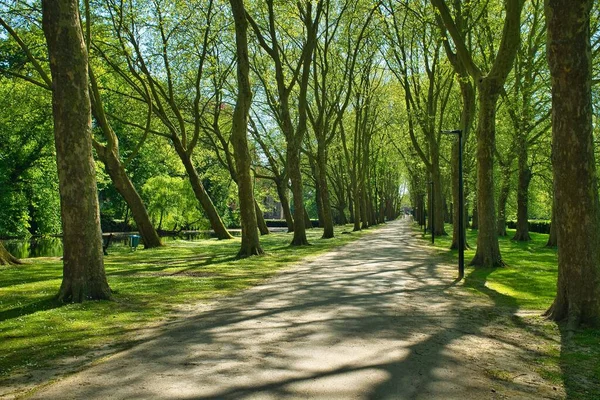 Splendida Vista Sentiero Tra Gli Alberi Verdi Del Parco Giorno — Foto Stock