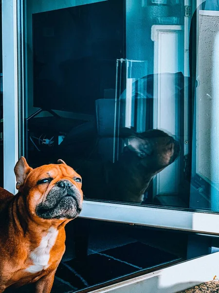 Een Verticaal Close Shot Van Een Bruine Bulldog Die Uit — Stockfoto