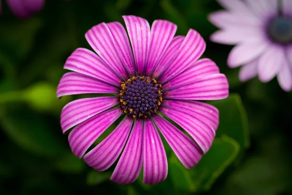 정원에 자주색 케이프 데이지의 아름다운 매크로 — 스톡 사진