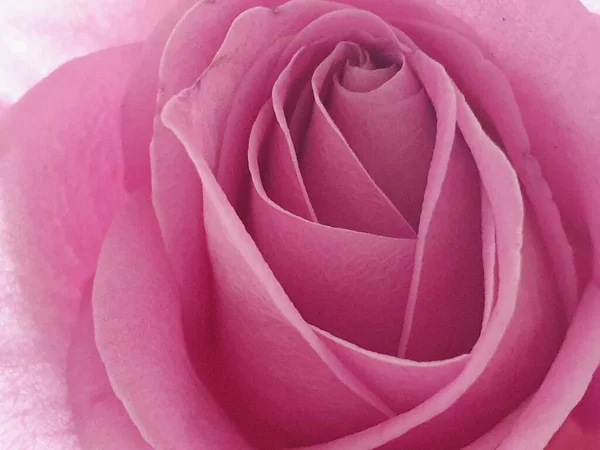 Uma Bela Imagem Macro Uma Rosa Rosa Rosa — Fotografia de Stock