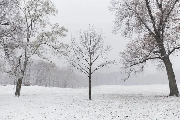 Besneeuwde Weide Vol Bladloze Bomen Tijdens Kerst Het Centrale Park — Stockfoto