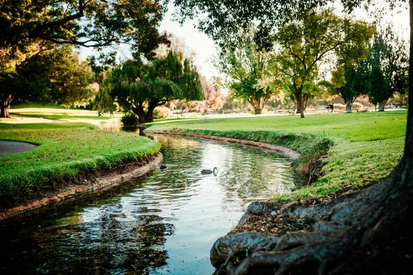 Eine Schöne Aufnahme Einer Niedlichen Stockente Die Einem Fluss Schwimmt — Stockfoto