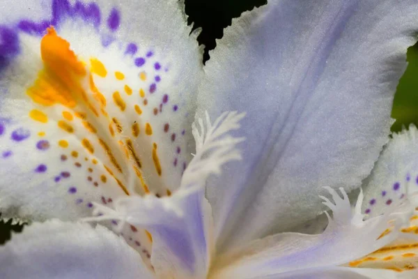 Una Macro Toma Una Hermosa Flor Iris Con Flecos — Foto de Stock
