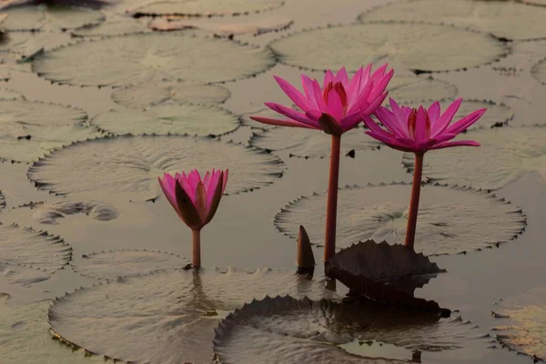 Pink Water Lillie Red Lotus Lake Udon Thani Tailândia — Fotografia de Stock