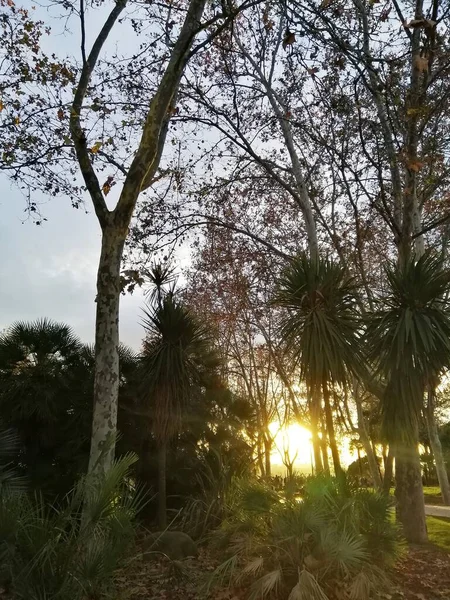 Los Diferentes Árboles Parque Del Oeste Madrid España — Foto de Stock