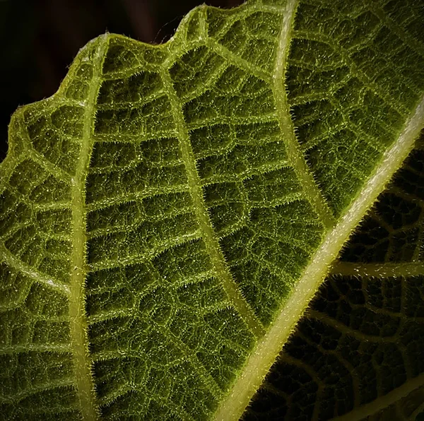 Gros Plan Une Feuille Verte Sur Fond Flou — Photo