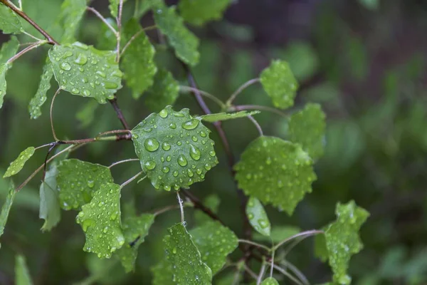 Крупним Планом Зелене Листя Рослини Якій Краплі Дощу — стокове фото