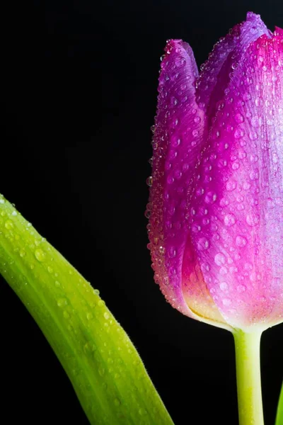 Vertikal Närbild Bild Våt Knopp Rosa Tulpan Mörk Bakgrund — Stockfoto