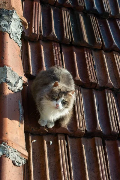 Vertical Shot Brown Fluffy Cat Sitting Roof Looking Camera — Stock Photo, Image